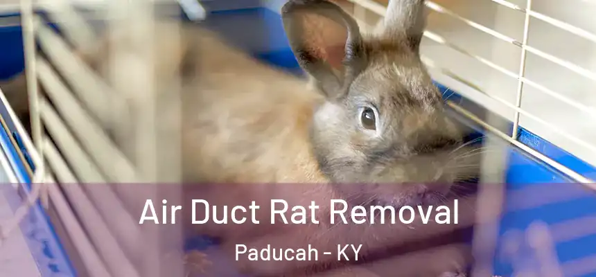  Air Duct Rat Removal Paducah - KY