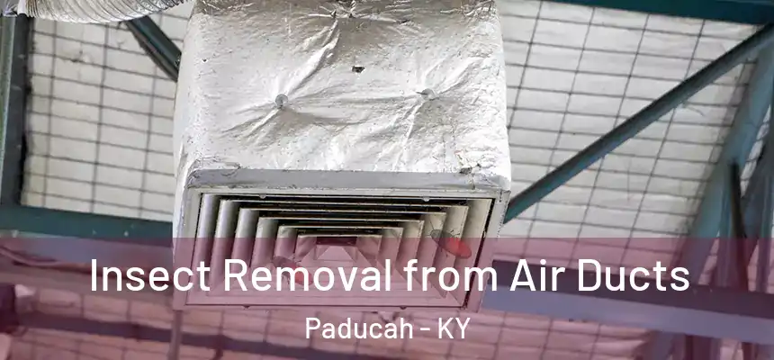 Insect Removal from Air Ducts Paducah - KY